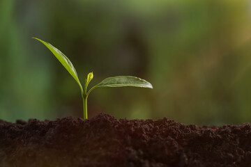 Planting tree. Seedling growing in fresh soil outdoors, closeup. Space for text