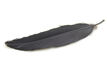 Isolated black feather on white background