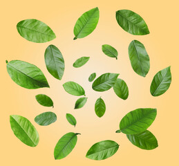 Citrus plant leaves in air against pale orange background