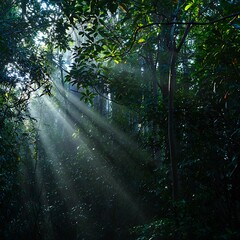 Obraz premium Sunlight Filtering Through a Dense Forest Canopy Creating a Magical Atmosphere and Highlighting Verdant Green Foliage