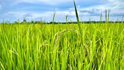 Obraz premium Close up of green rice fields under the blue sky
