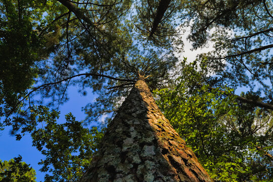 A wide-angle view up a tall tree to the top canopy and sky in the forest at Lake Wheeler Park in North Carolina USA.