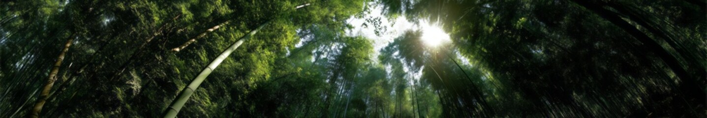 Fototapeta premium Breathtaking nature panoramic views lush forests hdr 360 degree photography tranquil environment