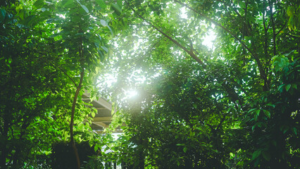 Obraz premium 木漏れ日