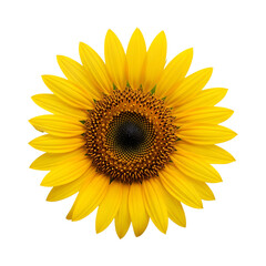Fototapeta premium sunflower isolated on white Cut out the background