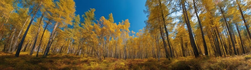 Fototapeta premium Stunning autumn forest landscape 360 degree hdr panorama vibrant colors nature's beauty