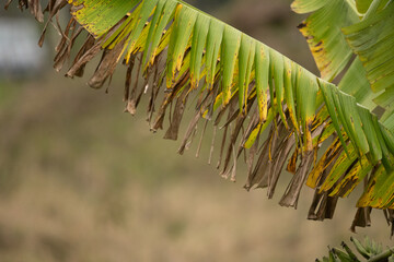 Banana leaf