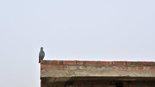 A pigeon (Columba livia) stands on the edge of a weathered brick wall.