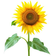 Fototapeta premium Vibrant sunflower, bright yellow petals, dark center, green leaves, strong stem