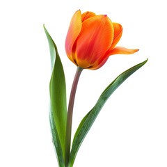Naklejka premium Single vibrant orange-red tulip, close-up