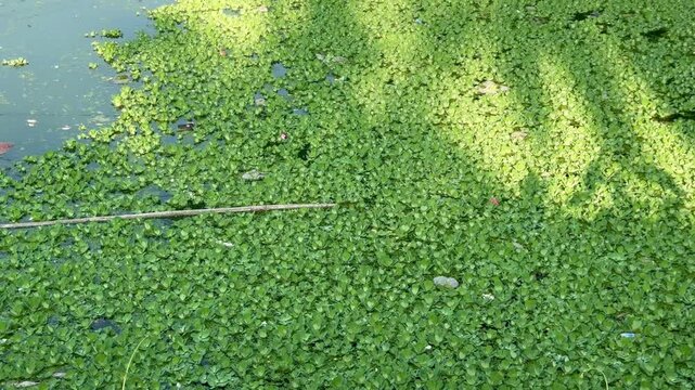 Dense Mat of Bright Green Aquatic Plants on Pond Surface