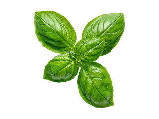 Vibrant green basil leaves isolated on black leaf herb, Png Transparent, Isolated on White