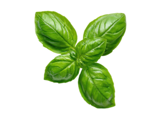 Vibrant green basil leaves isolated on black leaf herb, Png Transparent, Isolated on White