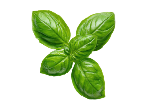 Vibrant green basil leaves isolated on black leaf herb, Png Transparent, Isolated on White