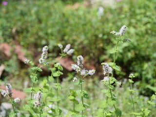 花壇で咲いているアップルミント