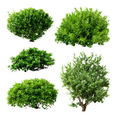 Obraz premium Lush green foliage bushes and small tree variety shrub plant, Isolated On White, Png Transparent, Cut Out