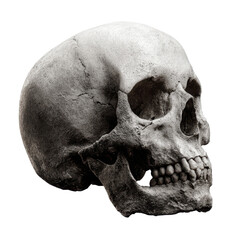 Obraz premium Ancient human skull with detailed bone texture and dark background image, Isolated On White, Png Transparent, Cut Out