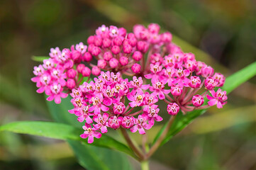 swamp milkweed closeup