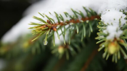 Snow Melting off Evergreen Tree Branch - Nature Winter Season Detail - Powered by Adobe