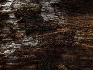 Close-up of weathered, decaying wood surface with rough texture, cracks, and natural organic patterns. Ideal for backgrounds, natural themes, or grunge designs.