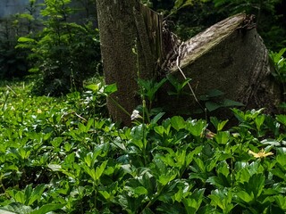 Vibrant green leaves and a weathered tree stump in a lush natural garden setting, with subtle white and yellow wildflowers blooming.