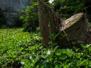 Vibrant green plants and a delicate purple-white flower flourishing around an old tree stump, illustrating nature's resilience in a lush outdoor setting.