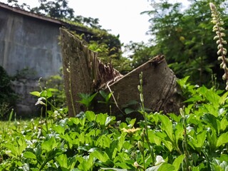 Lush green garden foreground, vibrant leaves and buds, featuring a weathered tree stump and a rustic, blurred building in the background. Nature's vibrant growth.