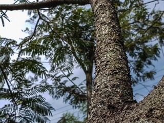 Fototapeta premium Close-up of a rugged tree trunk with textured bark, branches and blurred leaves against a bright sky, conveying nature's resilience and organic beauty.