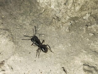 Close-up of a black ant-mimic spider (or ant) on a rough grey concrete surface. Detailed texture, natural light. Insect life, nature, macro photography.