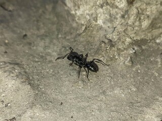 Close-up of a black ant crawling on a textured concrete surface, highlighting its small size and the rough ground.