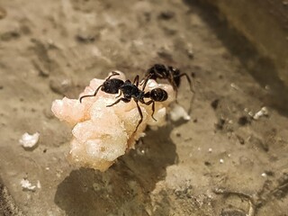 Industrious black ants gather a sugary food fragment on a rough surface, showcasing their collaborative efforts in a detailed macro shot.