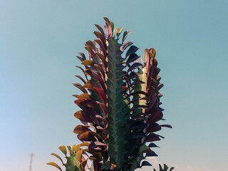 Stunning upright succulent with vibrant red and green leaves against a pale blue sky. Ideal for nature, garden, or botanical themes.