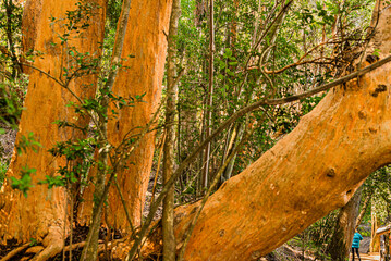 Myrtle forest, Bailoche, Nuequen, Patagonia, Argentina
