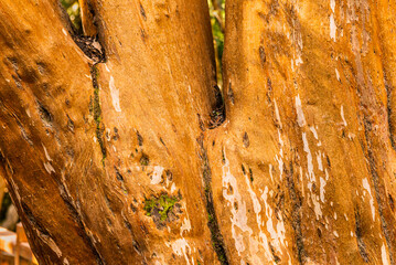 Myrtle forest, Bailoche, Nuequen, Patagonia, Argentina