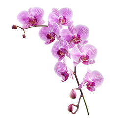 Close-up of a vibrant pink orchid branch