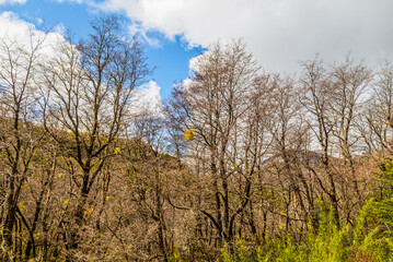 Fototapeta premium The Bonito River Waterfall, surrounded by forests and mountains, is a tourist attraction in Villa La Angostura, Argentina.