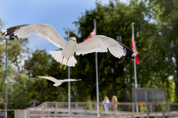 Two seagulls in flight above an urban setting with Canadian flags and trees in the background. Captured mid-air in bright daylight, showing wings extended.