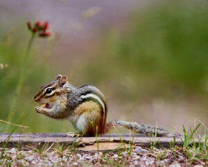 An eastern chipmunk (Tamias striatus) sitting alert on a rock in its natural environment. The small rodent is shown in profile with distinct black and white stripes along its back. Captured in the wil