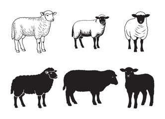 Various Sheep Poses and Silhouettes for Livestock Graphics Design