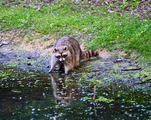 raccoon near water