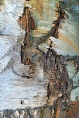 Textured tree bark displaying a mesmerizing blend of colors and intricate patterns.