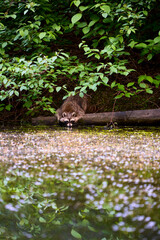 Racoon in the park