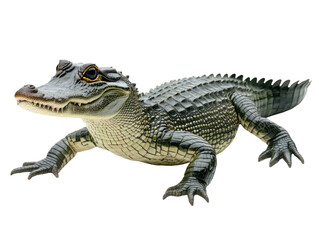 Fototapeta premium Alligator on Transparent Background