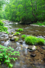 stream in the green forest