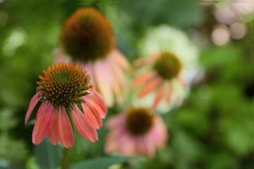 close up of blooming Echinacea in a garden