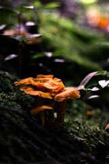 mushrooms in autumn forest
