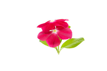 Fototapeta premium red flowers and leaves of Catharanthus roseus isolated on a white background