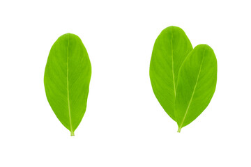 red flowers and leaves of Catharanthus roseus isolated on a white background
