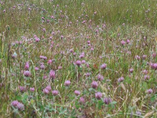 Rose Clover blooms in the East Bay hills of Northern California