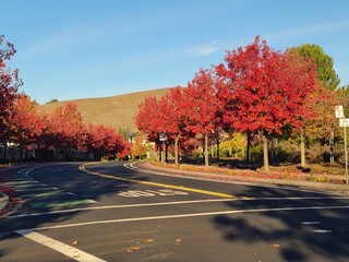 Bradford Pear trees show their bright red foliage in fall at San Ramon, California